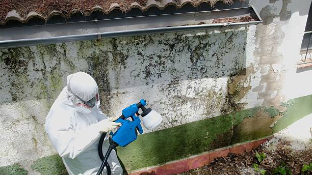 Top rated local Black Mold Remediation specialists in Jackson, GA